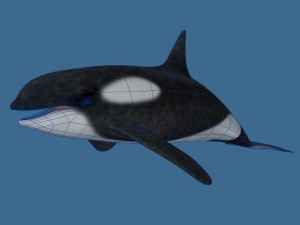 killer whale 3D Model