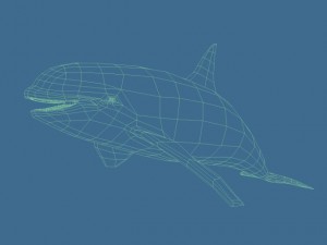 killer whale 3D Model