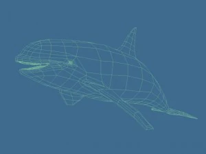balena assassina Modello 3D