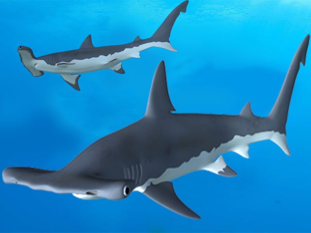 hammerhead 3D-Modell .c4d .max .obj .3ds .fbx .stl .blend 