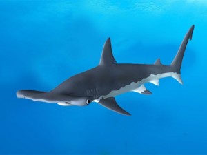 hammerhead 3D-Modell