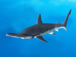 testa di martello Modello 3D