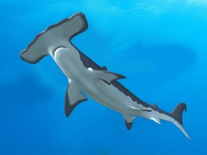 hammerhead 3D-Modell
