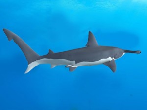 hammerhead 3D-Modell