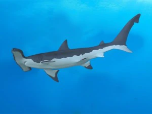 testa di martello Modello 3D