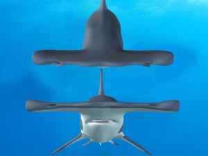 testa di martello Modello 3D