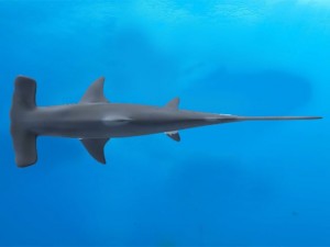 hammerhead 3D-Modell