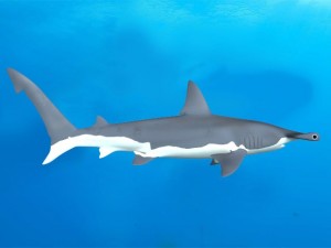 hammerhead 3D-Modell
