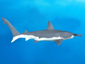 testa di martello Modello 3D