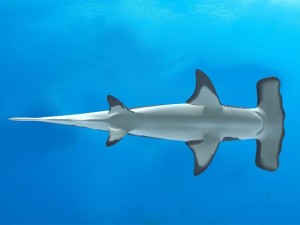 hammerhead 3D-Modell