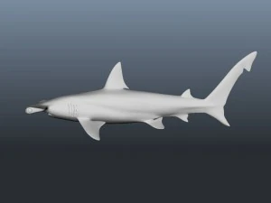 hammerhead modelling 3D Model