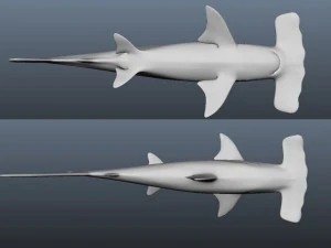 hammerhead modelling 3D Model