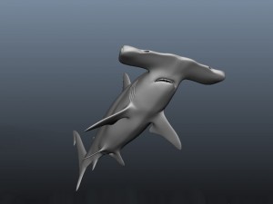 hammerhead modelling Modello 3D