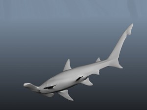 hammerhead modelling Modello 3D