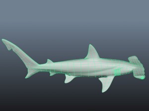 hammerhead modelling Modello 3D