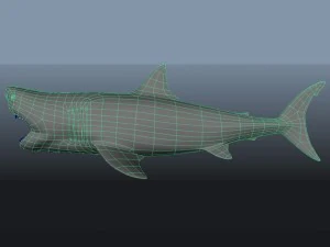 great white shark 3D Model