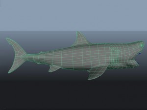 great white shark 3D 模型