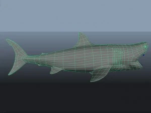 great white shark 3D Model