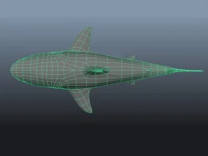 great white shark 3D Model