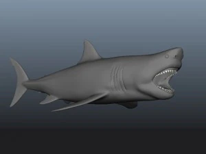 great white shark 3D Model