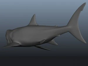 great white shark 3D Model