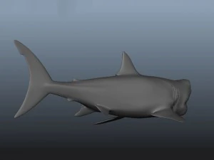 great white shark 3D Model