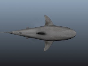 Shark 3Dモデル