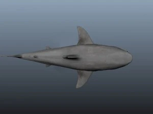 Shark 3D Model