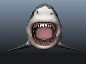 Shark 3D Model