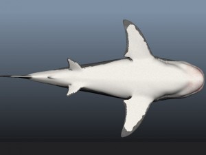 Shark 3Dモデル