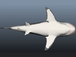 Shark 3D Model