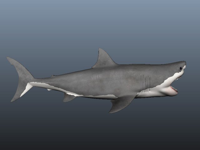 Blender Market - This very realistic shark model is shaded, textured and  rigged. It is a very complete scene, ready to use. Just add an hdri of your  choosing and render.