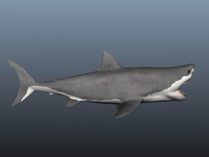Shark 3Dモデル