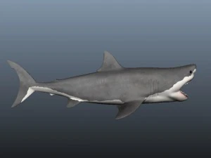 Shark 3D Model