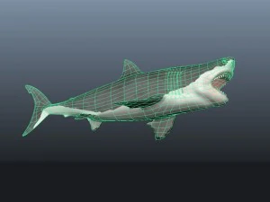 Shark 3D Model