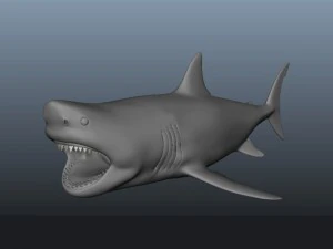 Shark 3D Model