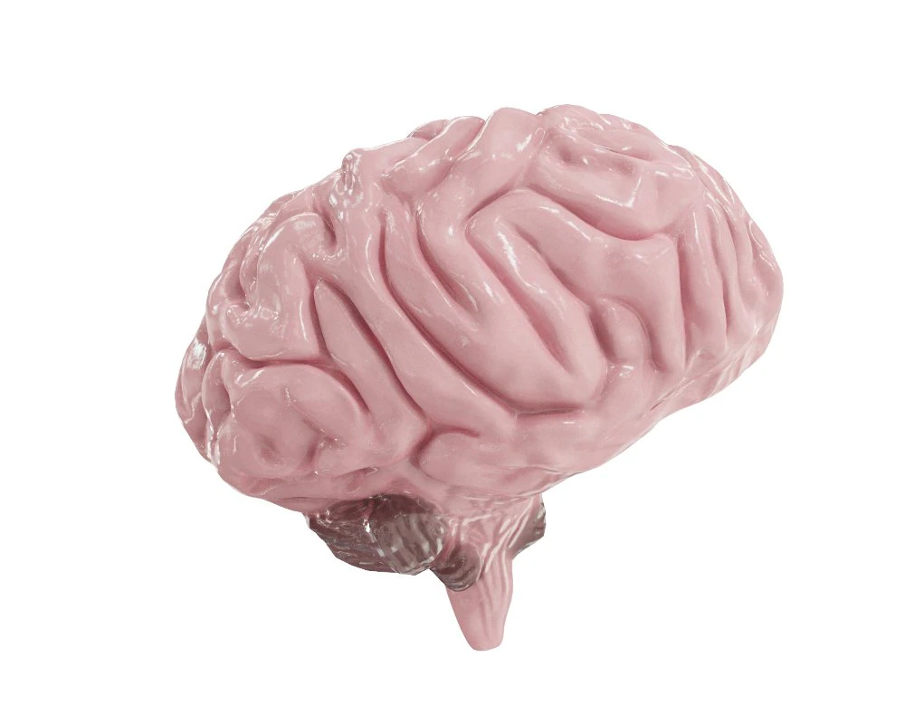 brain model 3D Model .c4d .max .obj .3ds .fbx .stl .blend 