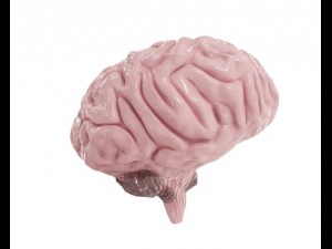 brain model Model 3D