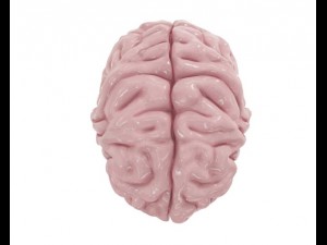 brain model Modello 3D