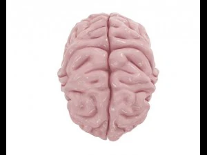 brain model 3D Model