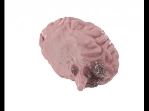 brain model Modello 3D
