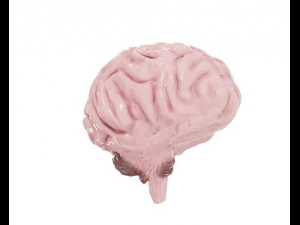 brain model 3D Model