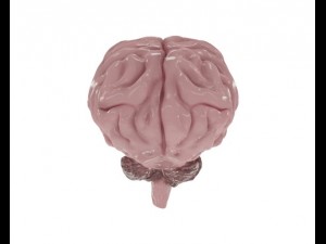 brain model Modello 3D