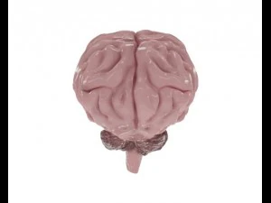 brain model 3D Model