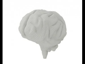 brain model 3D Model