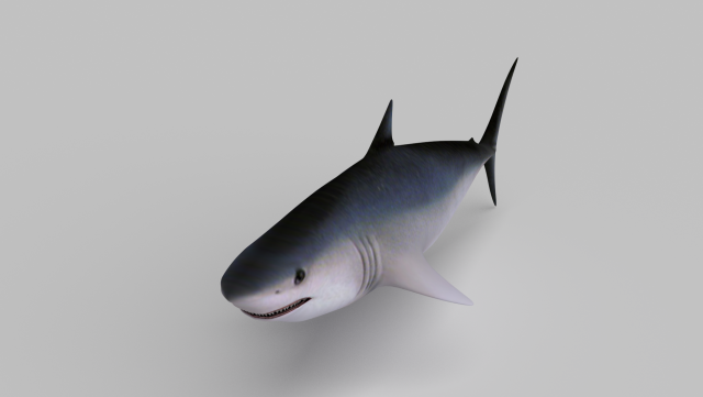 shark 3D Модель .c4d .max .obj .3ds .fbx .stl .blend 