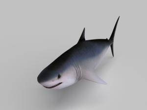 shark Modèle 3D