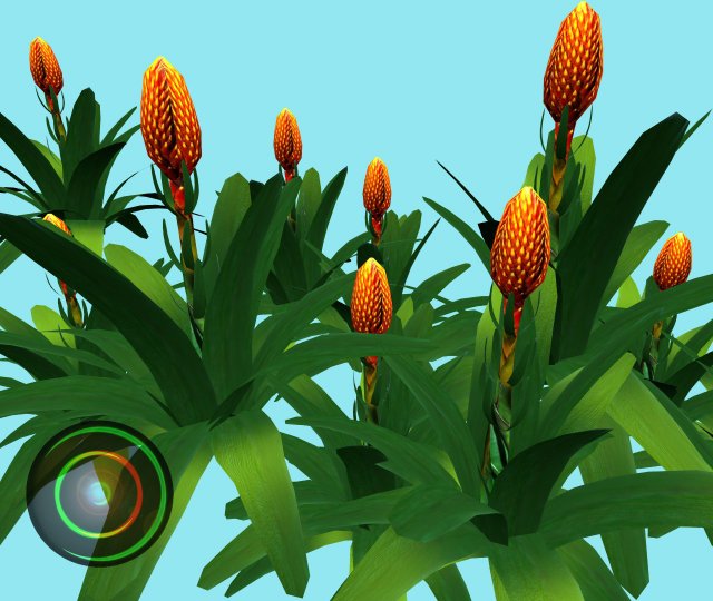 cone headed guzmania 3D Model .c4d .max .obj .3ds .fbx .stl .blend 