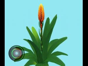 cone headed guzmania 3D Model