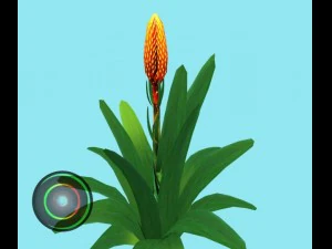 cone headed guzmania 3D Model